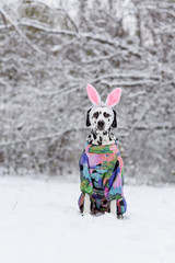 Dalmatian Dog In Winter In Snow. Cute dalmatian dog with rabbit ears. Dog in pink bunny costume in...