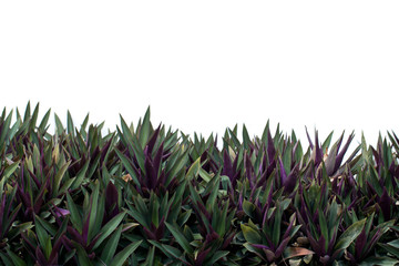 Tradescantia spathacea
