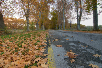 Un carretera y un campo parten por la mitad la fotografia con los tonos calidos del camino y frios...