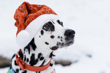 Dalmatian Dog In Winter In Snow. Dog in a hat of Santa Claus in the forest. Black and white spotted dog breed Dalmatian in a red hat. Selective focus