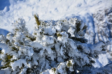 Snow on a fir tree with sun and blue sky