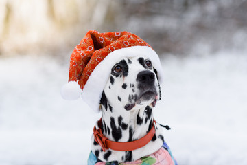 Dalmatian Dog In Winter In Snow. Dog in a hat of Santa Claus in the forest. Black and white spotted...