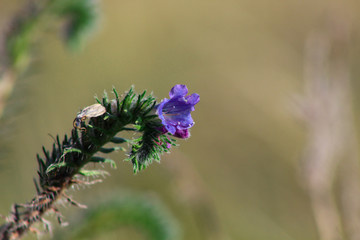 small purple wild flower growing on field near Mount Sunday, New Zealand