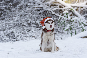 Portrait of Siberian Husky dog wearing santa hat in the winter forest. Brown siberian husky breed dog with brown blue eyes sitting in a red hat. Selective focus