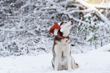 Fototapeta na wymiar Portrait of Siberian Husky dog wearing santa hat in the winter forest. Brown siberian husky breed dog with brown blue eyes sitting in a red hat. Selective focus