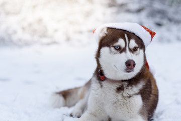 Portrait of Siberian Husky dog wearing santa hat in the winter forest. Brown and white siberian husky breed dog with brown blue eyes sitting in a red hat. Selective focus