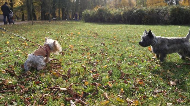 Small leashed pet dog chihuahua tries attack another dog during walking in park