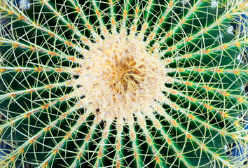 closeup green Cactus pattern for Cactus , background .