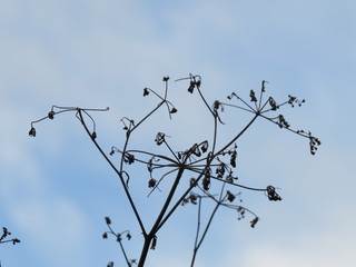 Dried grass. Sky. (The Vast Russia! Sergey, Bryansk.)