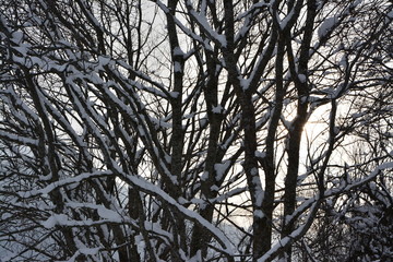 Snow on a tree with sun