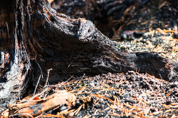 Roots of a burnt tree