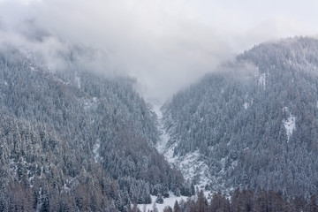 Panorama of swiss alps in winter with snow and firs