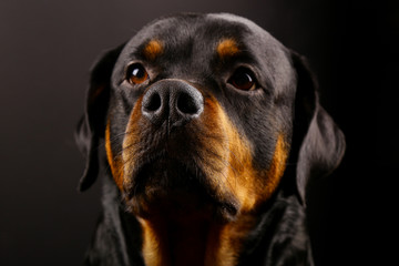 Beautiful dog Rottweiler on a black background close-up
