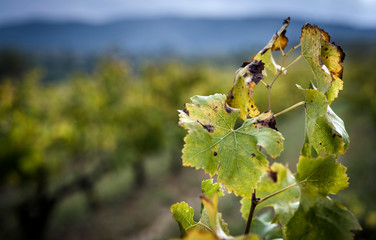 Autumn vineyards leaves