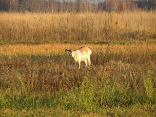 Goat. Landscape. (The Vast Russia! Sergey, Bryansk.)