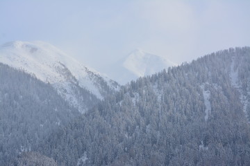 Obraz premium Panorama of swiss alps in winter with snow and firs