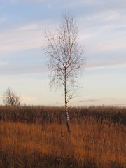 Young birch. Landscape. (The Vast Russia! Sergey, Bryansk.)