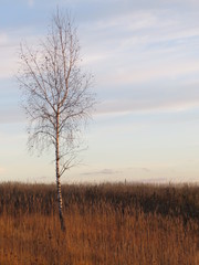 Obraz na płótnie Canvas Young birch. Landscape. (The Vast Russia! Sergey, Bryansk.)