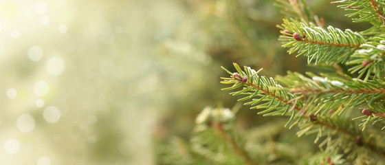 christmas tree defocused background