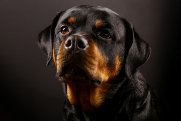 Beautiful dog Rottweiler on a black background close-up