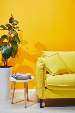 Sofa, Plant In Pot And Coffee Table With Journals Near Yellow Wall