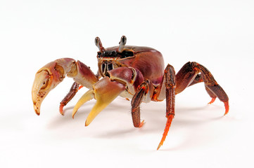 Riesen-Landkrabbe (Cardisoma carnifex) - giant land crab