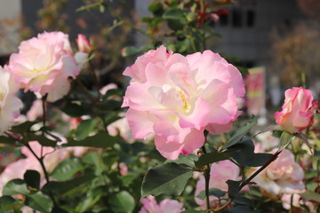 フランス生まれのピンクの薔薇、マチルダ