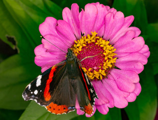 Admiral butterfly on a flower.