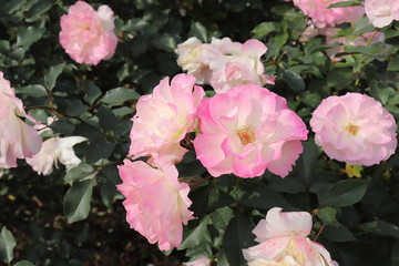 フランス生まれのピンクの薔薇、マチルダ