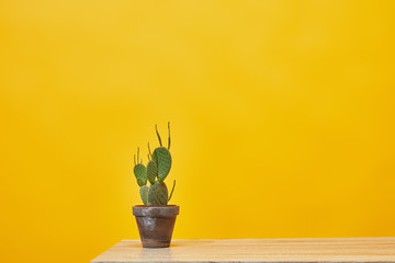 Cactus in flowerpot at wooden table isolated on yellow