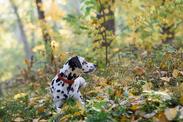 Sweet cute  dog puppy lying on a green meadow. Dalmatian walking outdoor. Cute dog has fun in forest, playing on lawn. Copy space