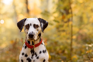 dog breed Dalmatian on a walk beautiful portrait