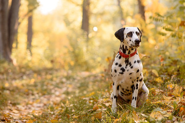 dog breed Dalmatian on a walk beautiful portrait