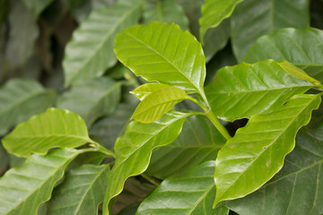 Fototapeta na wymiar Green arabica coffee leaves on plantation