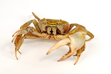 Westatlantische Landkrabbe (Cardisoma guanhumi) blue land crab