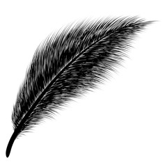 Black feather isolated on white background. Beautiful black feather.