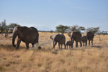 Fototapeta na wymiar familia elefante