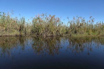 Papyrus in den Sümpfen vom Okavango in Namibia 