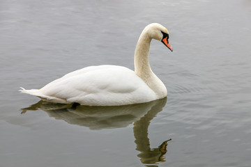 Łabędź niemy (Cygnus olor)