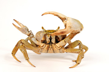 Westatlantische Landkrabbe (Cardisoma guanhumi) blue land crab