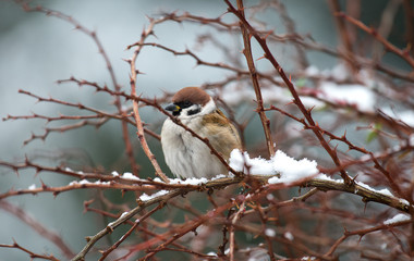Ptaki w zimie  