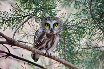 Northern Saw-whet Owl in the wild, Ontario, Canada.