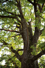 Oak branches in forest
