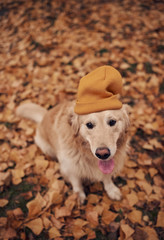 Dog in park in autumn