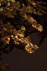 Baumzweig mit braunem Herbstlaub im Sonnenschein