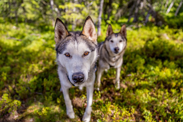 Curious husky looking into camera