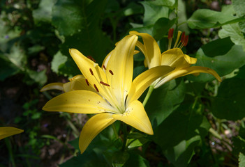 Bright yellow flowers in sunlight spot on dark green background.