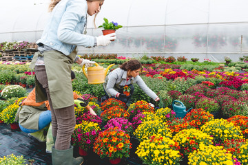 Florist working in greenhouse
