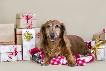 Dog in the studio posing. Christmas decorations in the studio and pet.	