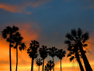 a beautiful sunset sky with black palms silhouettes